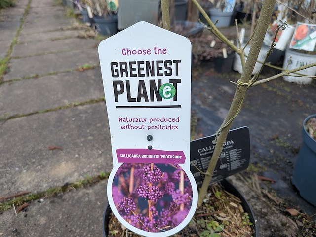 Partij planten en bomen in pot - afbeelding 39 van  62