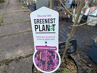 Partij planten en bomen in pot - afbeelding 39 van  62