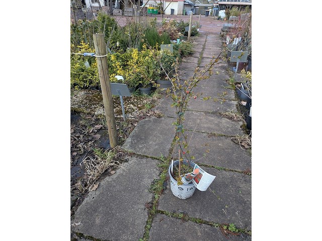 Partij planten en bomen in pot - afbeelding 40 van  62