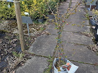 Partij planten en bomen in pot - afbeelding 40 van  62