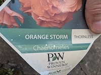 Partij planten en bomen in pot - afbeelding 41 van  62