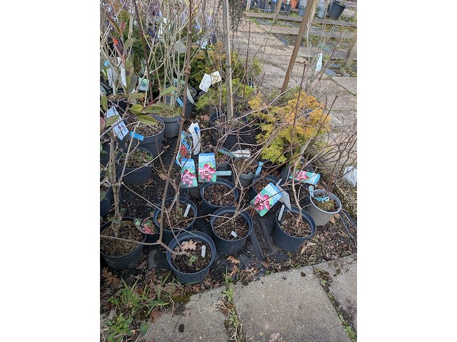 Partij planten en bomen in pot - afbeelding 42 van  62