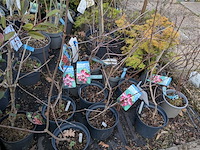 Partij planten en bomen in pot - afbeelding 42 van  62