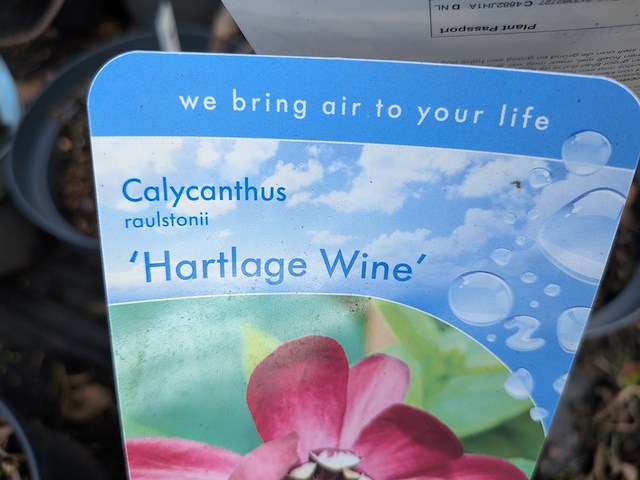 Partij planten en bomen in pot - afbeelding 43 van  62