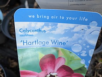 Partij planten en bomen in pot - afbeelding 43 van  62