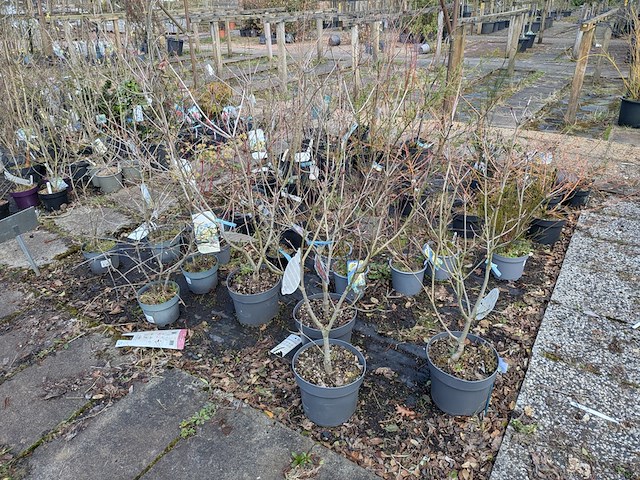 Partij planten en bomen in pot - afbeelding 44 van  62