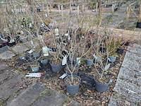 Partij planten en bomen in pot - afbeelding 44 van  62