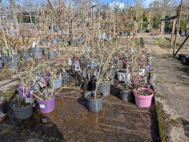 Partij planten en bomen in pot - afbeelding 34 van  62