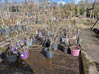 Partij planten en bomen in pot - afbeelding 34 van  62