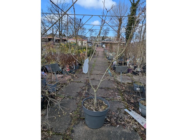 Partij planten en bomen in pot - afbeelding 46 van  62