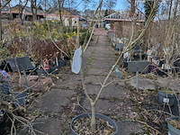 Partij planten en bomen in pot - afbeelding 46 van  62