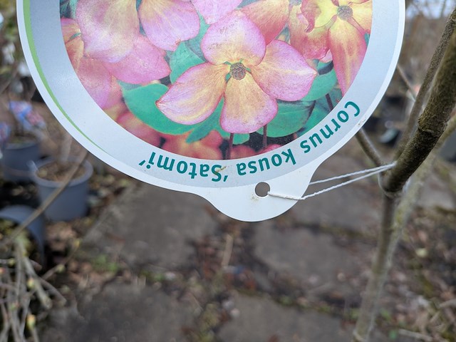 Partij planten en bomen in pot - afbeelding 47 van  62