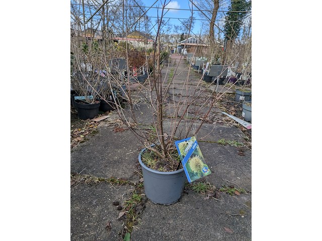 Partij planten en bomen in pot - afbeelding 48 van  62