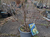 Partij planten en bomen in pot - afbeelding 48 van  62