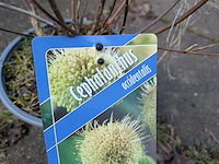 Partij planten en bomen in pot - afbeelding 49 van  62