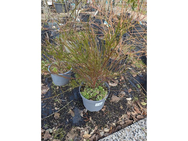 Partij planten en bomen in pot - afbeelding 50 van  62