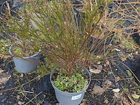 Partij planten en bomen in pot - afbeelding 50 van  62