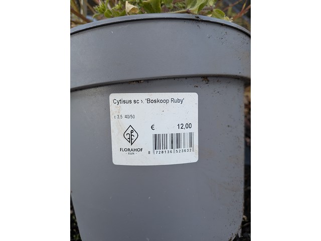 Partij planten en bomen in pot - afbeelding 51 van  62