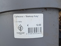 Partij planten en bomen in pot - afbeelding 51 van  62