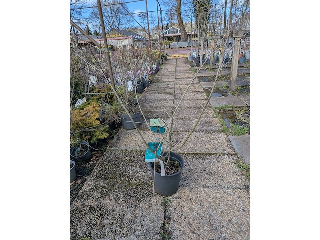 Partij planten en bomen in pot - afbeelding 52 van  62