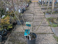 Partij planten en bomen in pot - afbeelding 52 van  62