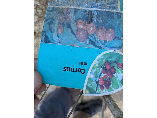 Partij planten en bomen in pot - afbeelding 53 van  62