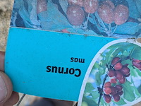 Partij planten en bomen in pot - afbeelding 53 van  62