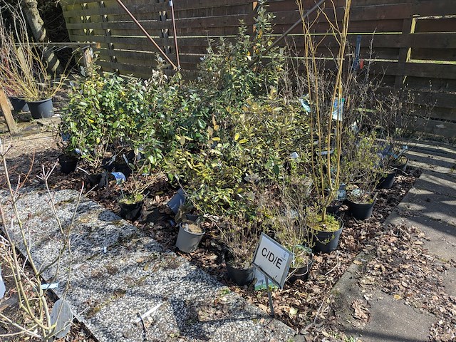 Partij planten en bomen in pot - afbeelding 54 van  62