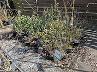 Partij planten en bomen in pot - afbeelding 54 van  62