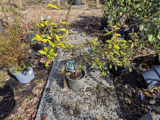 Partij planten en bomen in pot - afbeelding 55 van  62
