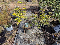 Partij planten en bomen in pot - afbeelding 55 van  62