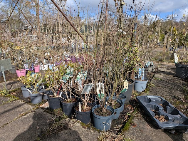 Partij planten en bomen in pot - afbeelding 45 van  62