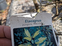 Partij planten en bomen in pot - afbeelding 57 van  62