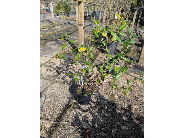 Partij planten en bomen in pot - afbeelding 58 van  62