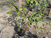 Partij planten en bomen in pot - afbeelding 58 van  62