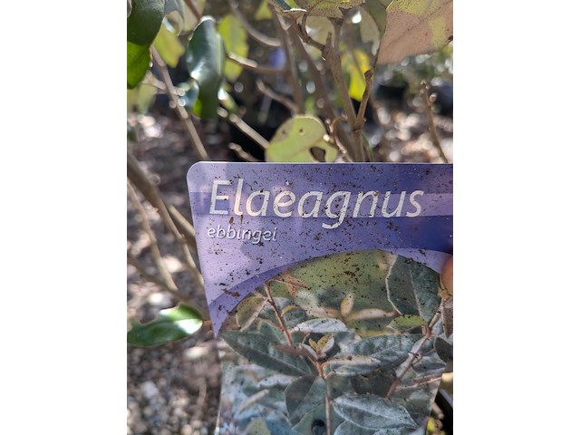 Partij planten en bomen in pot - afbeelding 59 van  62