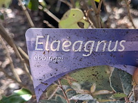 Partij planten en bomen in pot - afbeelding 59 van  62