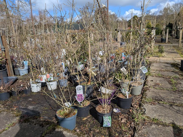 Partij planten en bomen in pot - afbeelding 56 van  62