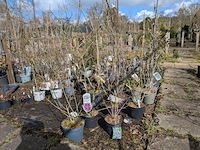 Partij planten en bomen in pot - afbeelding 56 van  62