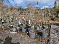 Partij planten en bomen in pot - afbeelding 60 van  62
