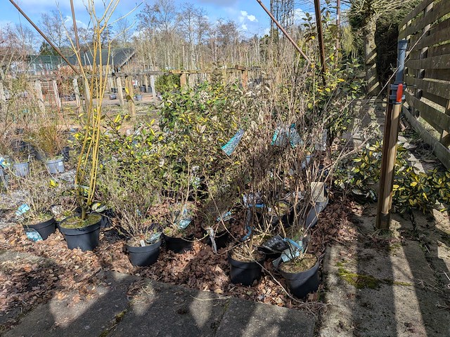 Partij planten en bomen in pot - afbeelding 61 van  62