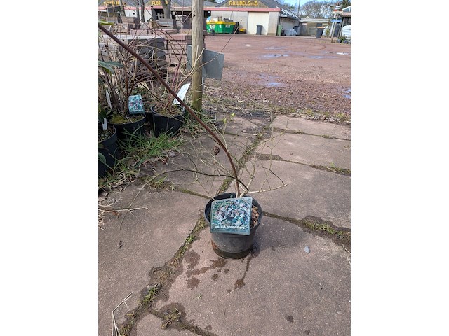 Partij planten en bomen in pot - afbeelding 62 van  62