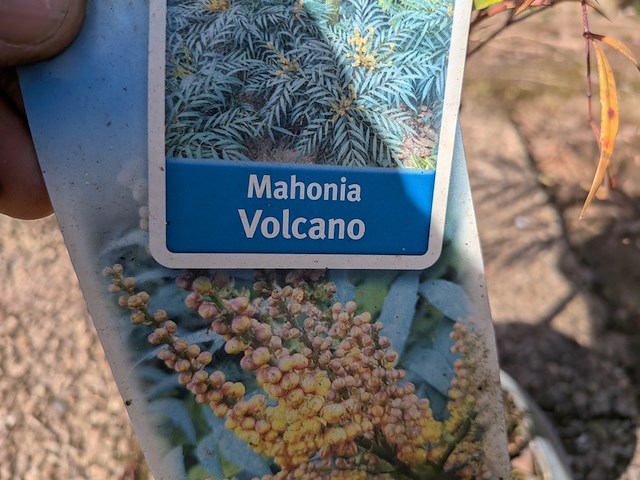 Partij planten en bomen in pot - afbeelding 2 van  43