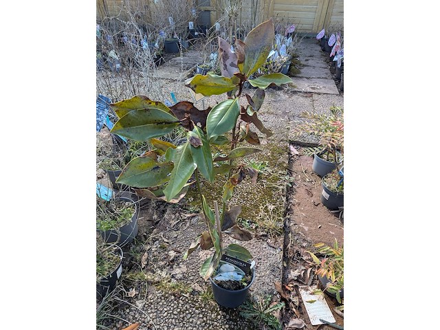 Partij planten en bomen in pot - afbeelding 3 van  43