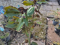 Partij planten en bomen in pot - afbeelding 3 van  43