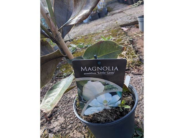 Partij planten en bomen in pot - afbeelding 4 van  43