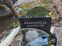 Partij planten en bomen in pot - afbeelding 4 van  43