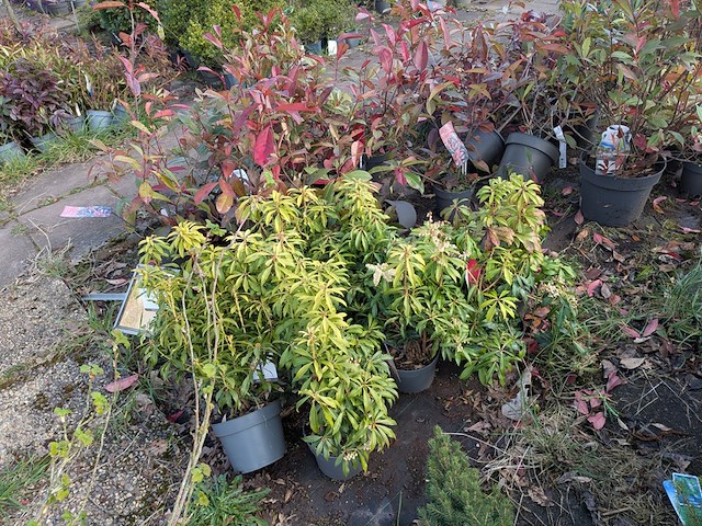 Partij planten en bomen in pot - afbeelding 5 van  43