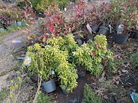 Partij planten en bomen in pot - afbeelding 5 van  43