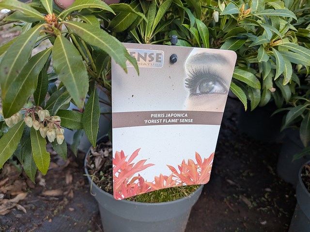 Partij planten en bomen in pot - afbeelding 6 van  43